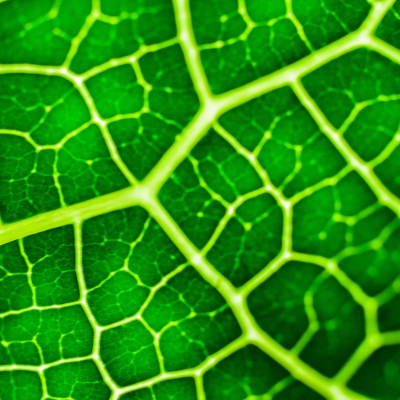 gruen ist chlorophyll